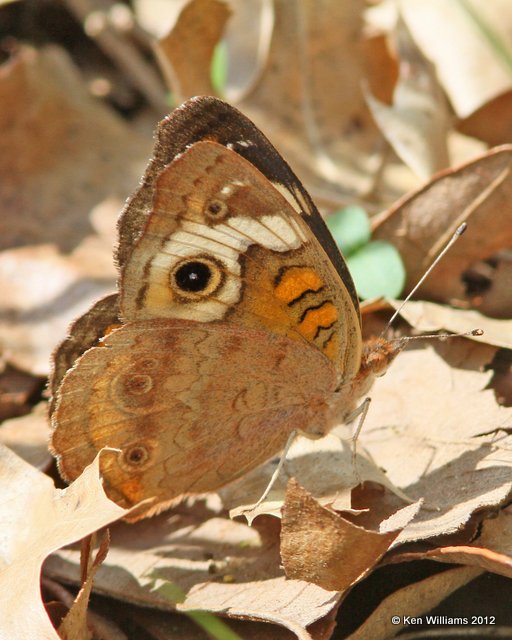 Common Buckeye, Cherokee WMA, Cherokee Co, OK, 4-5-12, Ja_1348.jpg