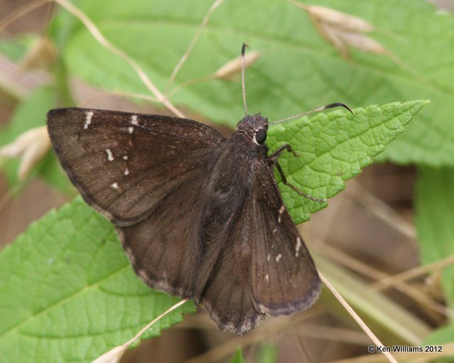 Confused Cloudywing, Deep Fork WMA, Okmulgee Co, OK, 6-19-12, Ja_5499.jpg