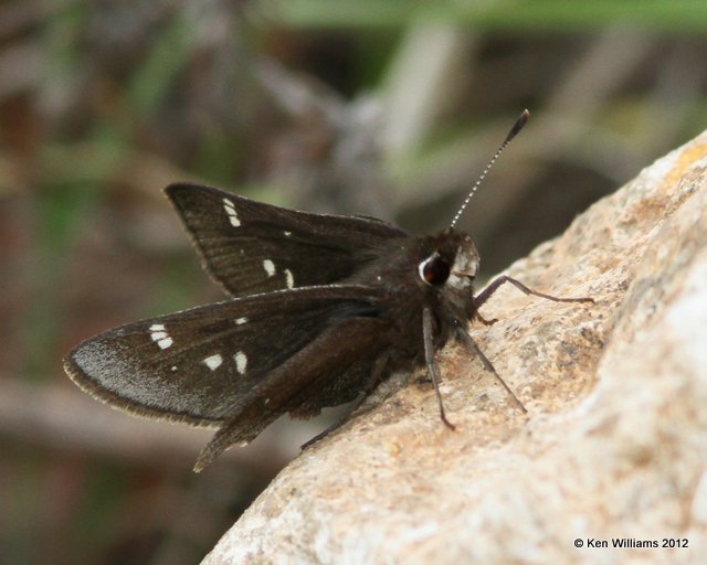 Dusted Skipper, Cherokee WMA, Cherokee Co, OK, 4-5-12, Ja_0815.jpg