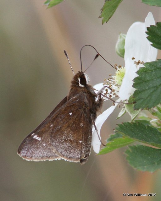 Dusted Skipper, Cherokee WMA, Cherokee Co, OK, 4-5-12, Ja_1090.jpg