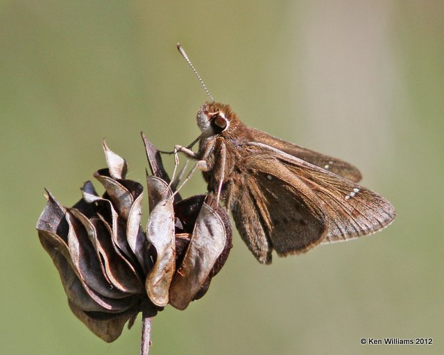 Dusted Skipper, Lake Bixhoma, Wagoner Co, OK, 4-4-12, Ja_0388.jpg