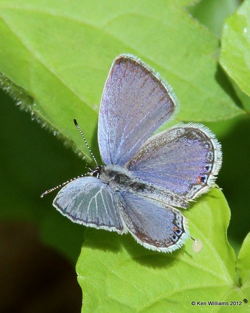 Eastern-tailed Blue, Oxley North Woods, Tulsa Co, OK, 4-8-12, Ja_027.jpg