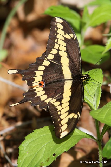Giant Swallowtail, Oxley North Woods, Tulsa Co, OK, 4-8-12, Ja_025.jpg