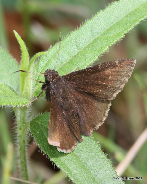 Northern Cloudywing, Cherokee WMA, Cherokee Co, OK, 4-5-12, Ja_0859.jpg