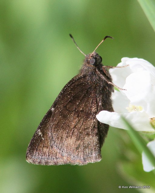 Northern Cloudywing, Cherokee WMA, Cherokee Co, OK, 4-5-12, Ja_0990.jpg