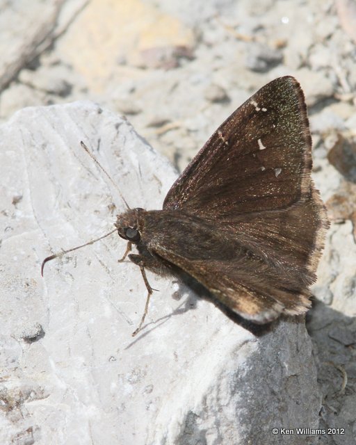 Northern Cloudywing, Lake Bixhoma, Wagoner Co, OK, 4-4-12, Ja_0233.jpg