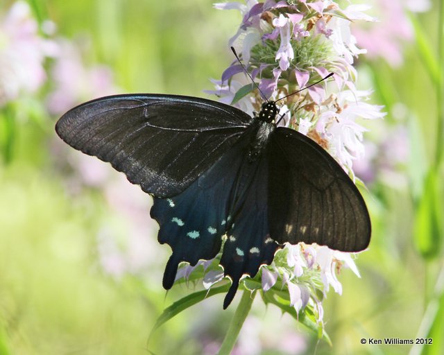 Pipevine Swallowtail, Chickasaw National Rec. Area, Sulphur, OK, 5-31-12, Ja_5056.jpg