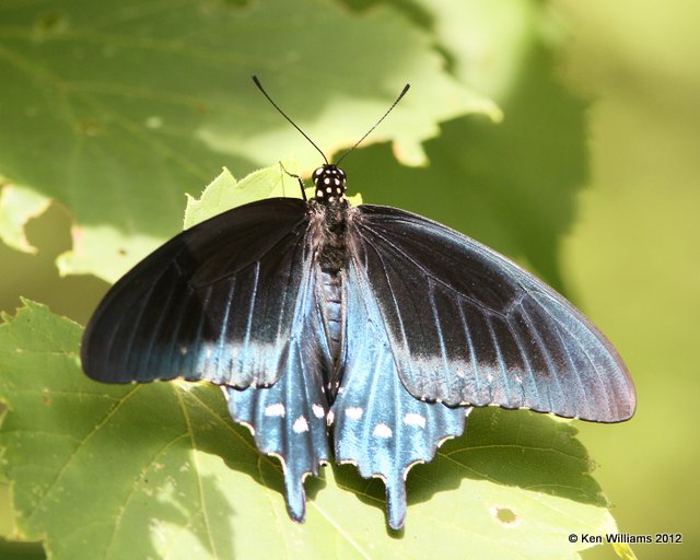 Pipevine Swallowtail, Oxley Nature Center, Tulsa Co, OK, 6-1-12, Ja_5368.jpg