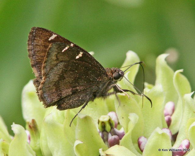 Southern Cloudywing, Nowata Co, OK, 5-5-12, Ja_0371.jpg