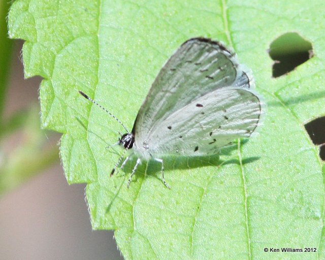 Summer Azure, E. of Miami, OK, 6-8-12, Ja_5567.jpg