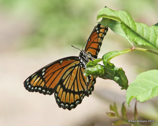 Viceroy,  E. of Miami, OK, 6-8-12, Ja_5808.jpg