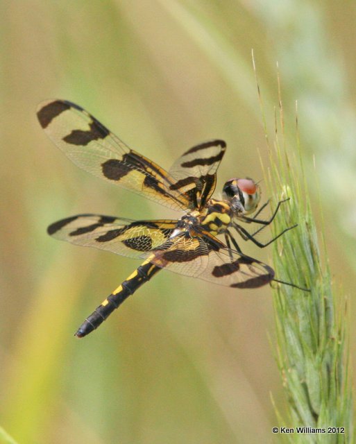 Banded Pennant female, Deep Fork WMA, Okmulgee Co, OK, 6-19-12, Ja_5433.JPG