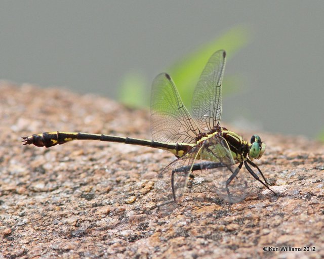 Black-shouldered Spinyleg, Blue River WMA, HY 7, OK, 6-15-12, Ja_6229.JPG