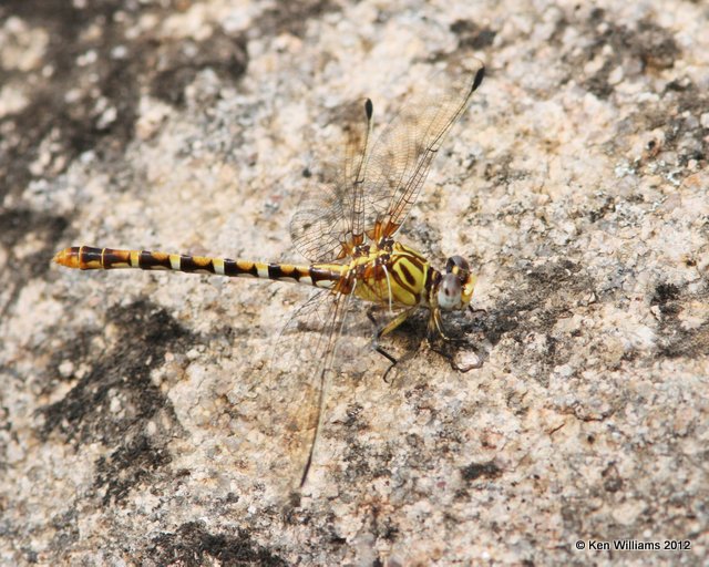 Eastern Ringtail, Blue River WMA, HY 7, OK, 6-15-12, Ja_6236.JPG