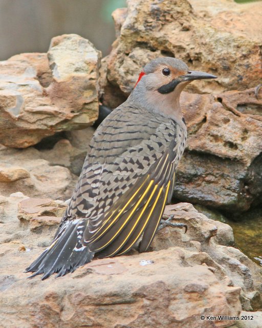 Northern Flicker - Yellow Shafted man, Owasso yard, Rogers Co, OK, 9-29-12, Ja_2.JPG