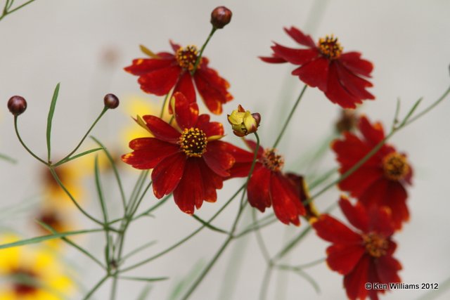 Plains Coreopsis, Deep Fork WMA, Okmulgee Co, OK, 6-19-12, J_6255.JPG