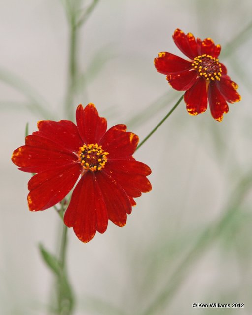 Plains Coreopsis, Deep Fork WMA, Okmulgee Co, OK, 6-19-12, Ja2_6254.JPG