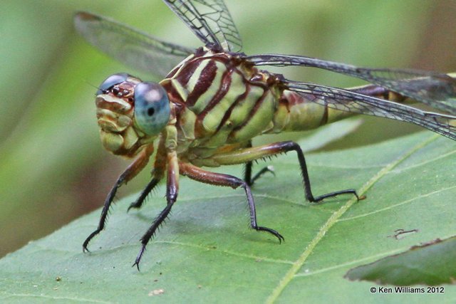 Russet-tipped Clubtail, Deep Fork WMA, Okmulgee Co, OK, 6-19-12, Ja2_6251.JPG