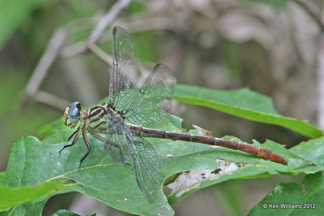 Russet-tipped Clubtail, Deep Fork WMA, Okmulgee Co, OK, 6-19-12, Ja_5477.JPG