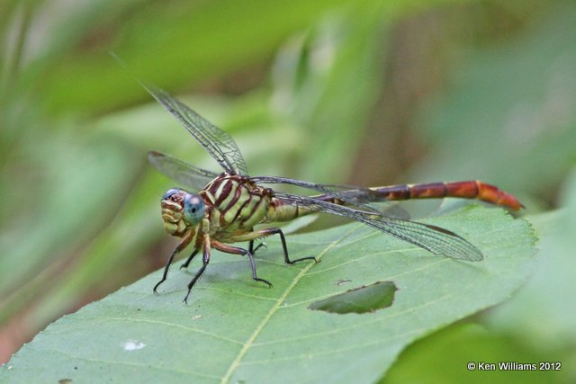 Russet-tipped Clubtail, Deep Fork WMA, Okmulgee Co, OK, 6-19-12, Ja_6251.JPG