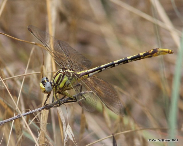 Sulphur-tipped Clubtail, Deep Fork WMA, Okmulgee Co, OK, 6-19-12, Ja_6262.JPG