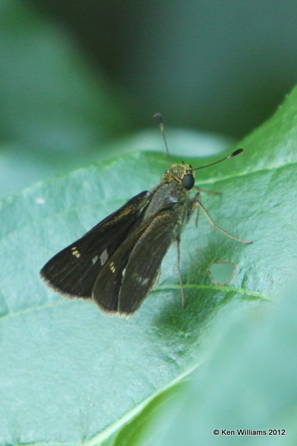 Little Glassywing Skipper, S. Salina, Mayes Co, OK, 8-9-10, Je 6588.jpg