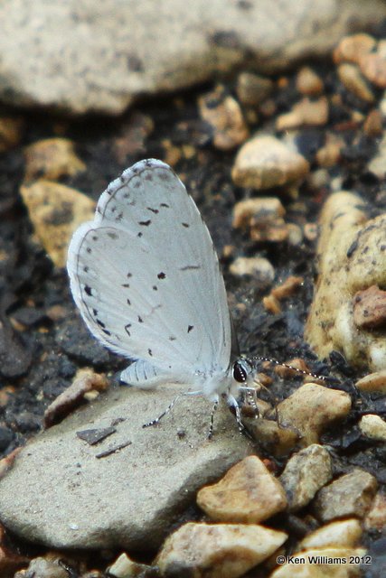 Summer Azure, S. Salina, Mayes Co, OK, 8-9-10, Je 6943.jpg