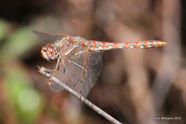 Variegated Meadowhawk male, Nowata Co, OK, 9-19-12, Ja_9413.jpg