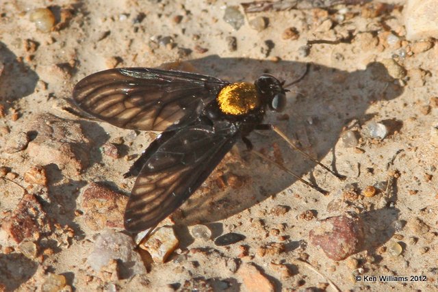 Golden-backed Snipe Fly (Chrysopilus thoracicus), Natural Falls SP, OK, 5-2-12, Ja_023.jpg