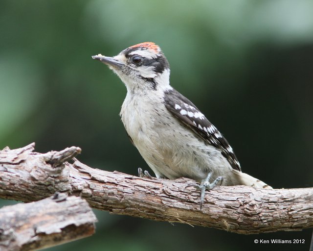 Downy Woodpecker, Owasso Yard, Rogers Co, OK, 6-20-12, Ja_6274.jpg