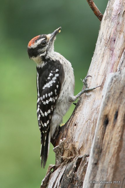Downy Woodpecker, Owasso Yard, Rogers Co, OK, 6-20-12, Ja_6285.jpg