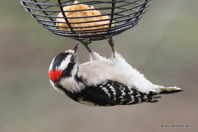 Downy Woodpecker, Owasso yard, OK, 3-22-12, Ja_9391.jpg