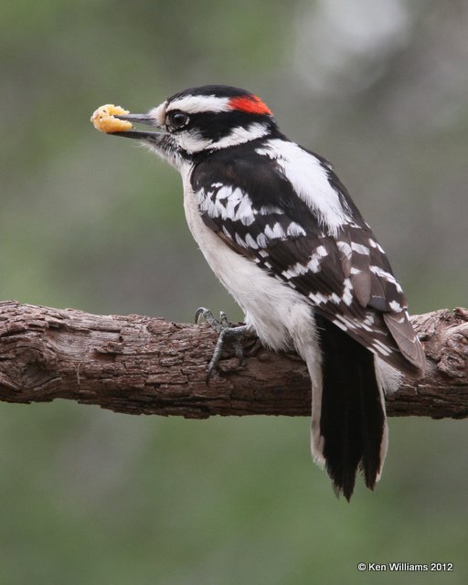 Downy Woodpecker, Owasso yard, OK, 3-22-12, Ja_9403.jpg