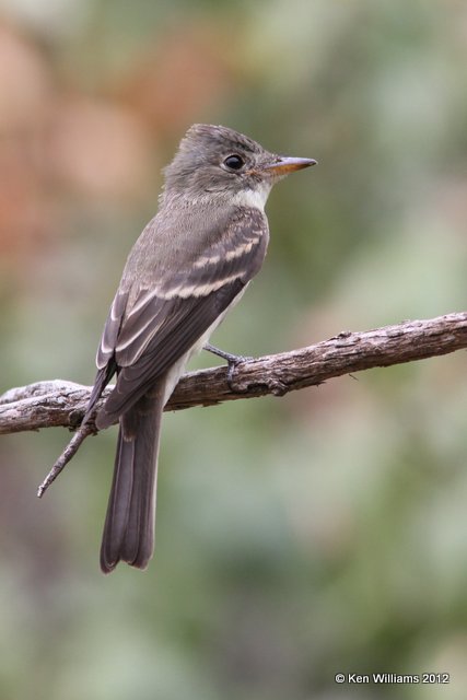 Eastern Wood Pewee, Owasso yard, Rogers Co, OK, 8-14-12, Ja_6516.jpg