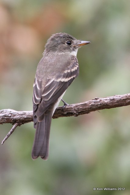 Eastern Wood Pewee, Owasso yard, Rogers Co, OK, 8-14-12, Ja_6522.jpg