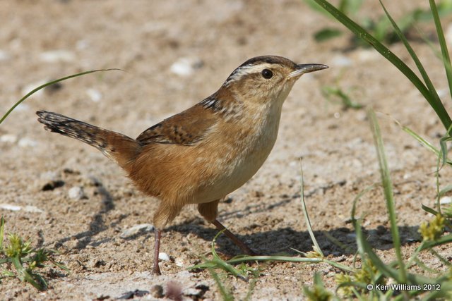 Marsh Wren, Oologah Lake, Rogers Co, OK, 10-11-12, Ja_273.jpg