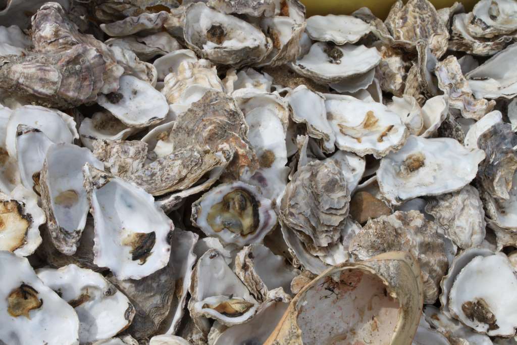 Oyster shells