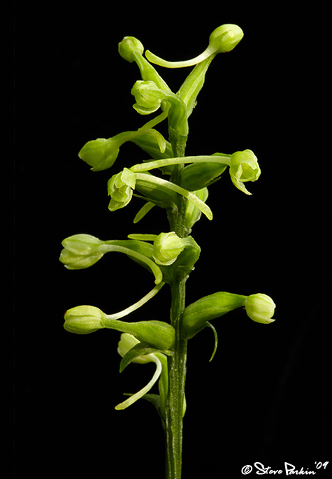 Gymnadeniopsis Clavellata