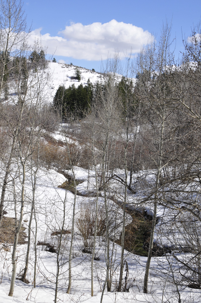 Headwaters of West Fork Rapid Creek _DSC4437.jpg