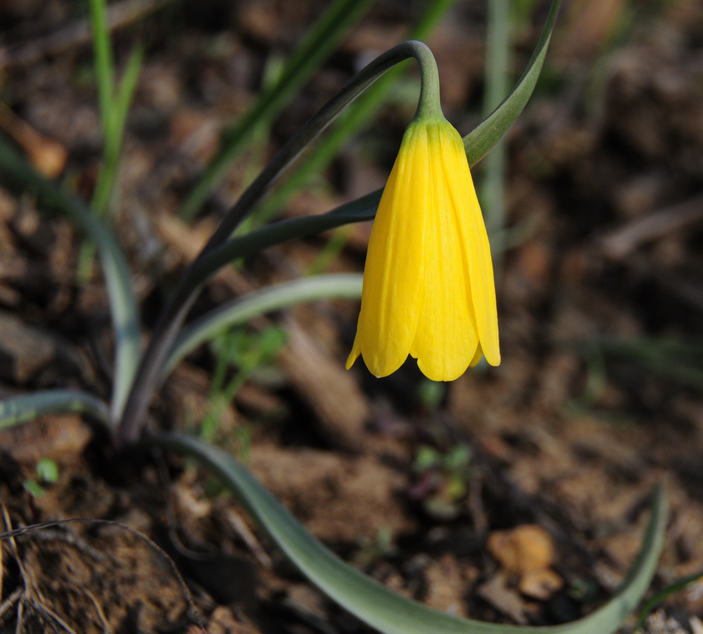 yellow bell _DSC7008.jpg