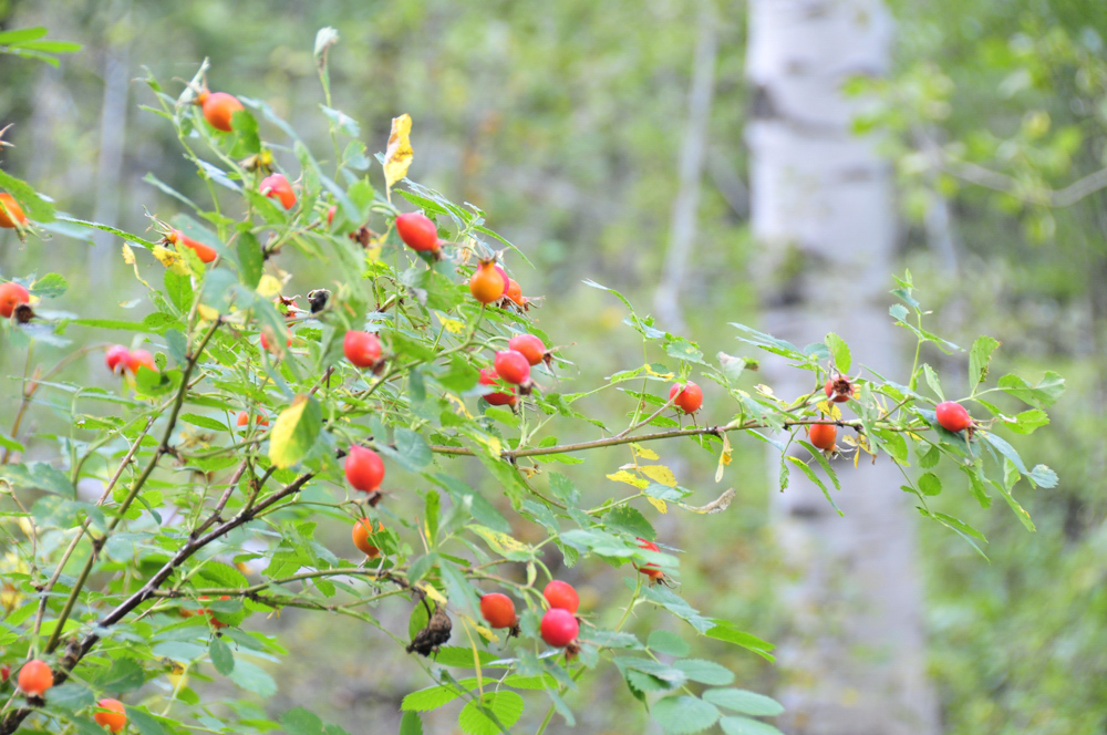 rose fruits on east mink trail pocatello scout mountain _DSC3738.jpg