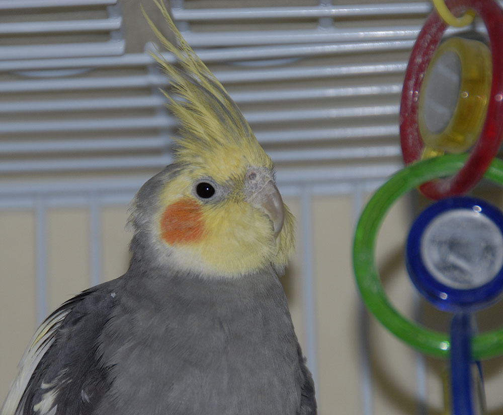 Mozart the Cockatiel - formerly Abbey smallfile _DSC0137.jpg