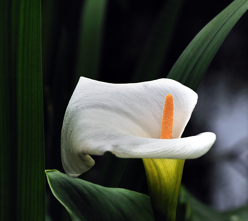 Calla Lily