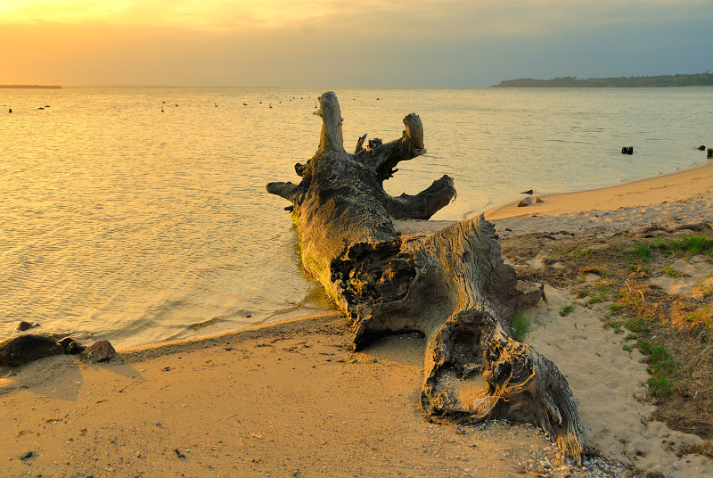 Log on the beach