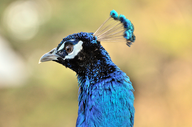 Peacock