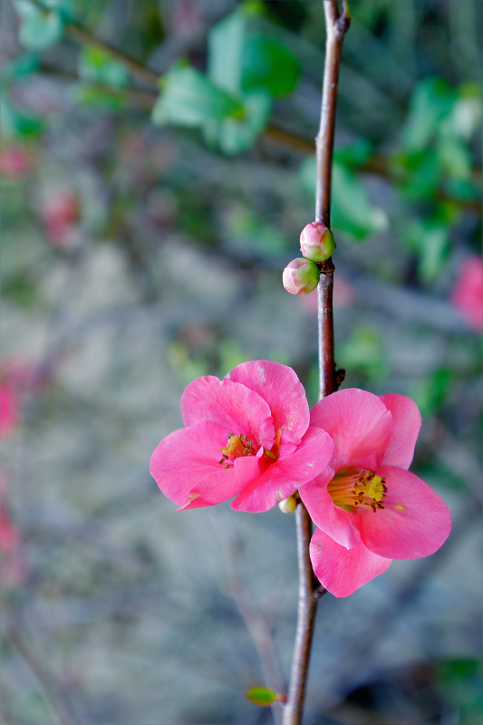 Flowers 1