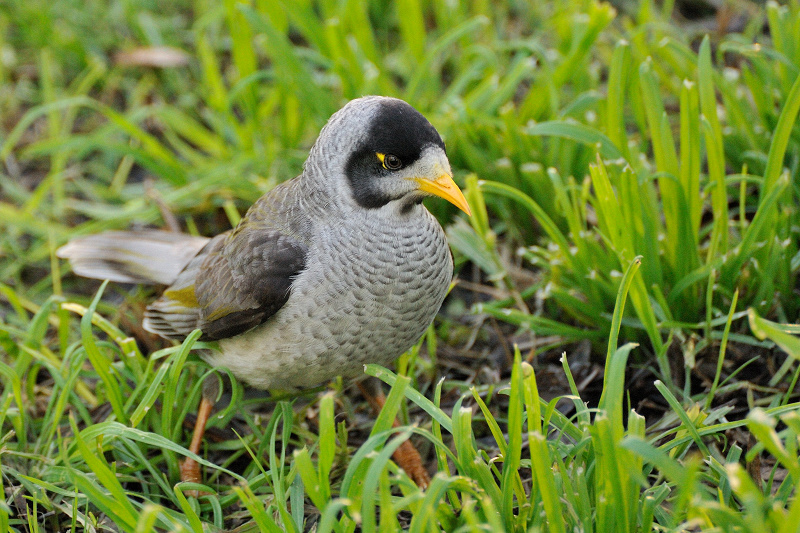 Small bird