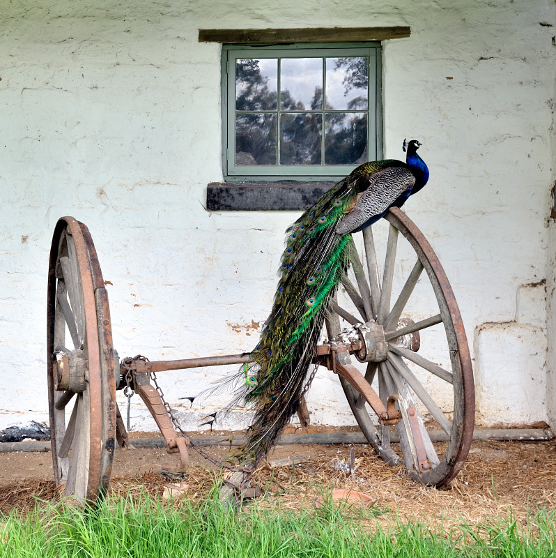 Peacock on wheels