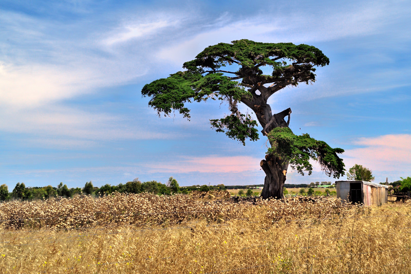 Tree on Warrnambool farm
