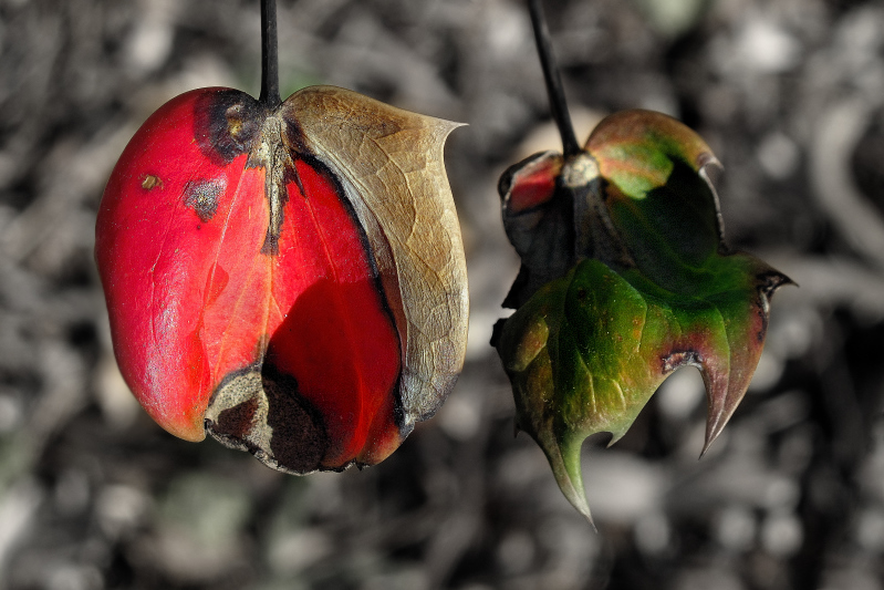 Autumn shades